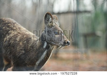 Siberian musk deer, a rare pair hoofed animal with fangs