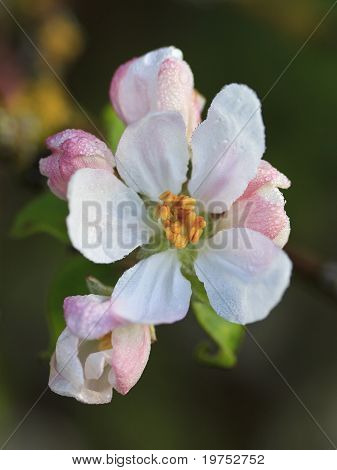 Apple Blossom