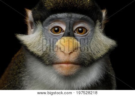 Portrait of Red tail monkey, or Schmidt's guenon Cercopithecus ascanius ape Isolated on Black Background