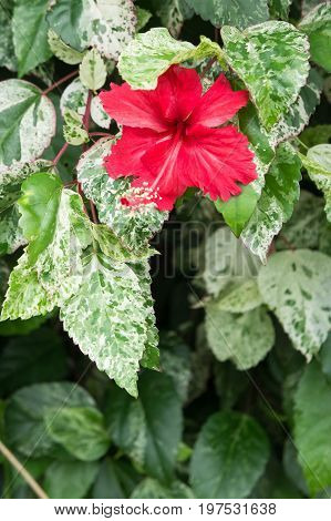 Hibiscus red flowers Chaba Queen of Tropical Flowers Often grown ornamental And herbs