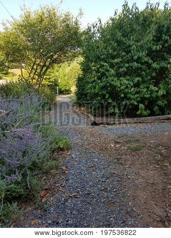wood chip trial in garden with purple flowers and other plants