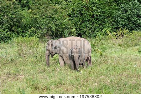 Wildlife of family Asian Elephant walking and looking grass for food in forest. Kui Buri National Park. Thailand.