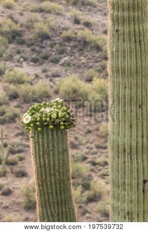a saguaro cactus blooming in the spring in the Arizona desert