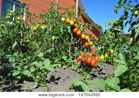 Cherry tomatoes are one of the easiest veggies to grow and as a gardener. Ripe cherry tomatoes growing on the branches.