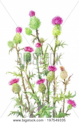 thistle Carduus. Watercolor botanical illustration of Medical spines isolated on white. Unusual bouquet