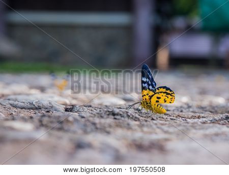 Butterfly in the forest insect and animal
