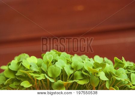 Growing fresh rucola in a pot on a balcony