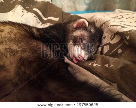 Cute ferret sleeping on a blanket - resting.