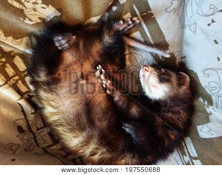 Cute ferret sleeping on a blanket - resting.