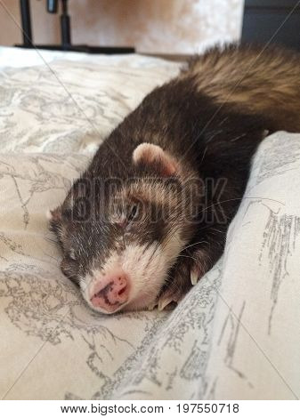Cute ferret sleeping on a blanket - resting.