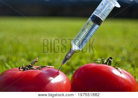 Genetic modification of tomatoes. Fresh, juicy tomatoes with syringe.