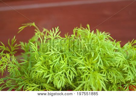Growing fresh dills in a pot on a balcony