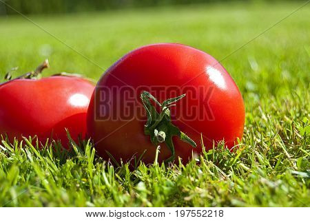 Two Red tomatoes in a green grass