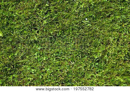 Artificial grass - Green grass background (texture)