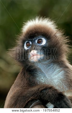 Portrait of a spectacled langur monkey (Trachypithecus obscurus)
