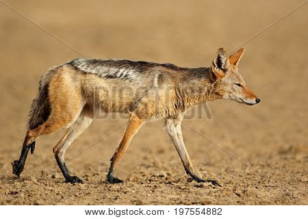 A black-backed jackal (Canis mesomelas) in natural habitat, Kalahari desert, South Africa