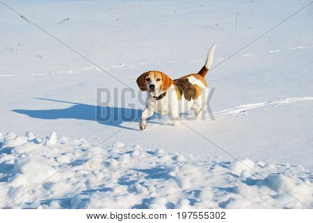 Beagle dog running through the snow in the winter