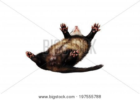 Ferret playing - rolling around on a isolated white background