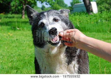 Grey/Silver dog having a treat as a reward