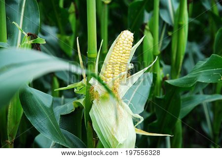 Yellow raw sweet corn in a cornfield