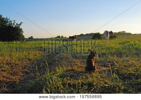 Small brown doggy in a Latvian (Baltic) meadow