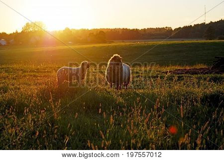 Sheep and a lamb in the sunset