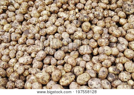 Fresh potatoes right from the ground - still with mud around them
