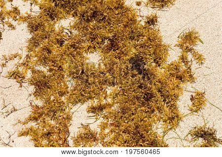Large Quantities Of Sargassum Seaweed Lay Ashore At The 