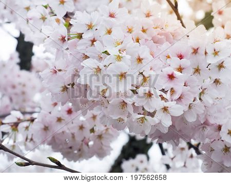 Beautiful Sakura full blooming at the season, Kyoto, Japan