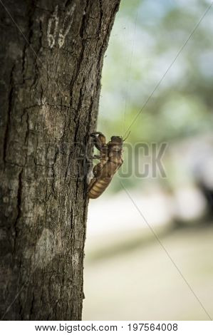 The cicada's skin sheds and climbs the trunk of a tree.