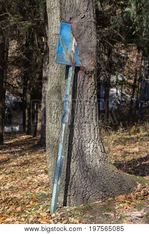Ingrown Parking Sign In A Tree Trunk 2