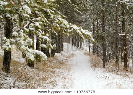 Winter Forest