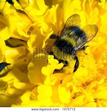 Hummel in eine gelbe Blume