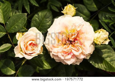 light pink Summer flowers blossom in the garden