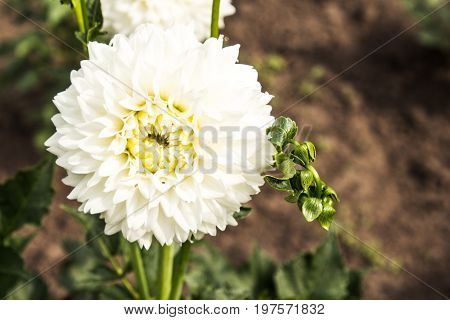white Summer flowers blossom in the garden