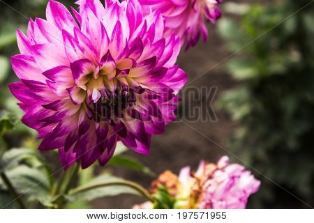 purple Summer flowers blossom in the garden