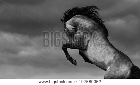 Purebred Andalusian horse rear on nature background. Black-and-white photo with place for text.