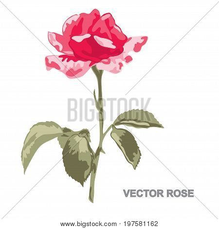 Hand Drawn Rose
