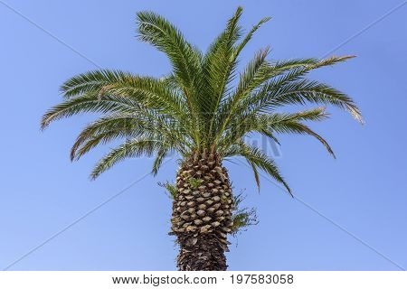 Coconut palm tree on the background of blue sky.