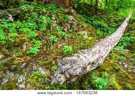 Road going through beautiful forest with mossy trunks and roots of giant spuces and pines and lush fern folliage in front