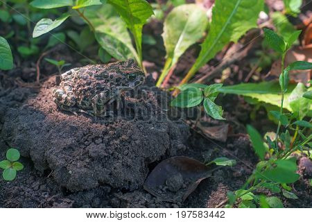 European green toad or Bufo viridis sits on the ground