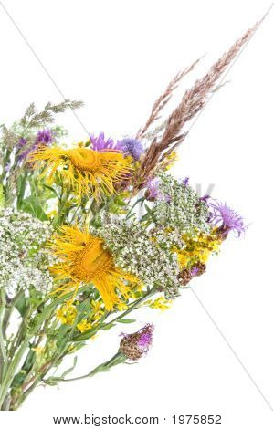 Bouquet di fiori di campo e piante