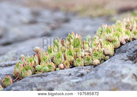 Rosettes of some wild succulent plant growing on the rocks closeup.