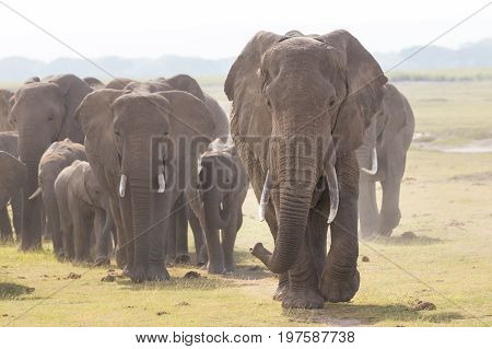 Herd of Elephants at Amboseli National Park, formerly Maasai Amboseli Game Reserve, is in Kajiado District, Rift Valley Province in Kenya. The ecosystem that spreads across the Kenya-Tanzania border.