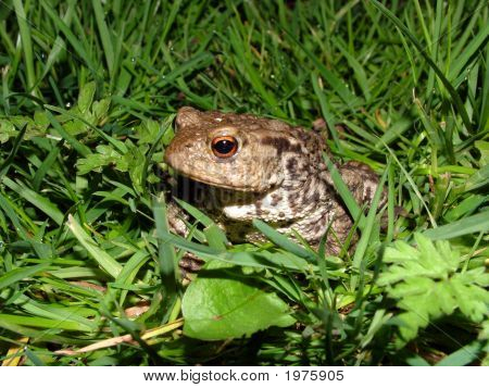 Sapo en la hierba