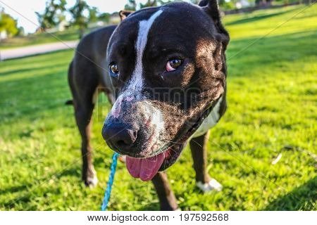 Fun Loving Pit-Bull Doggy With Tongue Out