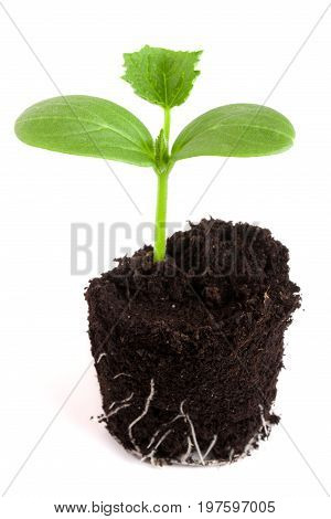 Cucumber seedling in soil isolated on white background.