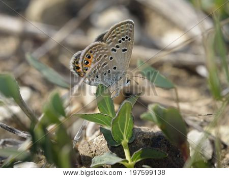 Grass Jewel Butterfly - Chilades trochylus Europes smallest Butterfly