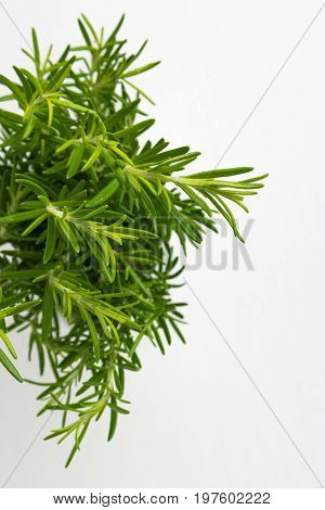 Fresh thyme herb. Fresh organic flavoring thyme plants growing. Nature healthy flavoring thyme cooking. Ingredients for food isolated on white background