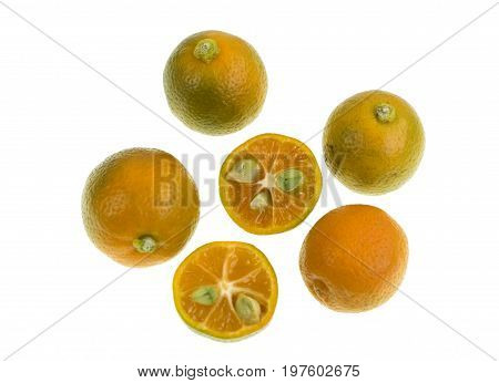 Calamondin also known as calamansi or Citrofortunella microcarpa ir a plant and fruit of the citrus family which resembles a small round lime